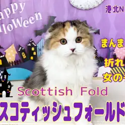 【 スコティッシュフォールド 】丸顔たれ耳キャリコの女の子！第二弾レビュー