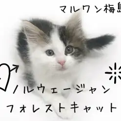 【 ノルウェージャン 】猫ビギナー向きな性格！お迎え後のポイントもご紹介！