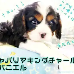 【 キャバリア 】トライカラーの男の子！どんなご家族にもピッタリあう家庭犬の鏡！