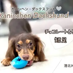 【 カニンヘン・ダックスフント 】チョコタンの優しい男の子、第二弾ブログ
