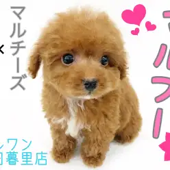 【 MIX 】社交性抜群の愛されマルプー！〜濃厚レッドにホワイトを添えて〜