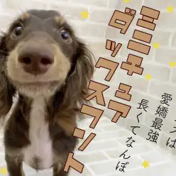 【 M・ダックスフント 】愛嬌最強！愛され度数100％の甘えん坊プリンス現る！