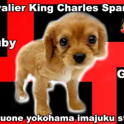 【 キャバリア 】希少なルビーカラー!圧倒的な可愛さを持つプリンセス降臨!