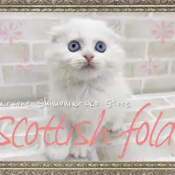 【 スコティッシュフォールド 】温厚な性格は初心者にオススメ！天使の白スコ降臨！