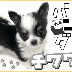 【 チワワ 】個性が溢れるパンダチワワ登場!2021年10月30日最新情報!