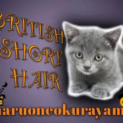 【 ブリティッシュショートヘア 】愛らしさ満点のまるっとしたチェシャ猫登場！