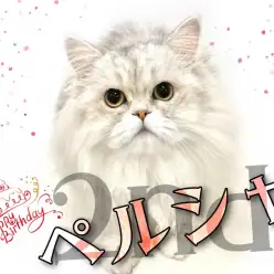 【 ペルシャ 】HappyBirthday！ペルシャちゃんの成長記録