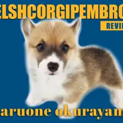 【 ウェルシュコーギーペンブローク 】マニア絶賛！特技はヘソ天！英国原産男児！