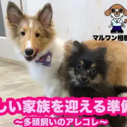 【 お役立て情報 】多頭飼い始める準備&気を付けるポイントとメリットをご紹介！