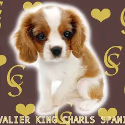 【 キャバリア 】ゴージャスな飾り毛と困り顔に癒される生後3ヶ月の英国ガール！