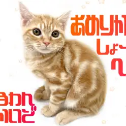 【 アメリカンショートヘア 】圧倒的な人気を誇る猫種！レッドタビーの甘えん坊！