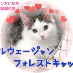 【 ノルウェージャンフォレストキャット 】愛されノルくんの魅力を大公開！