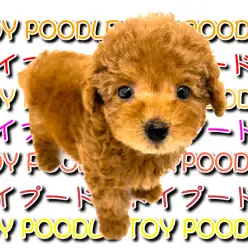 【 トイプードル 】人気犬種ランキング12連続1位！！愛らしいテディベア！