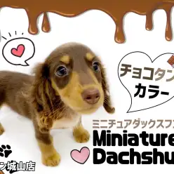 【 ミニチュアダックスフンド 】魅力がたっぷりなチョコタンダックスちゃん