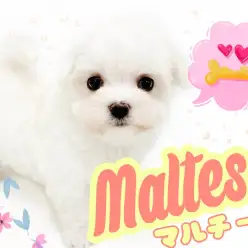 【 マルチーズ 】パパはJKCチャンピオン！チワワサイズの小さめマルチーズ！！