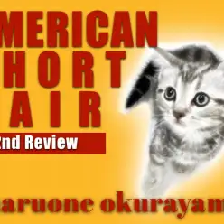 【 アメリカンショートヘア 】ワンコと仲良くできる超絶フレンドリー男子に成長！