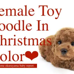 【 トイプードル 】燃えるような真っ赤な被毛!クリスマスカラーの美女現る!