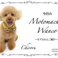【 元町トリミング 】第七回Motomachi Wancoモデル犬紹介！