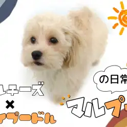【 MIX 】城山店の人気者！みんなのアイドルマルプーの日常