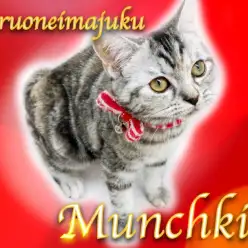 【 マンチカン 】犬と猫との多頭飼いもOK!超フレンドリーなアクティブガール!