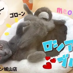 【 ロシアンブルー 】腹見せ、甘噛み、スリスリの懐っこすぎるブルーキャット