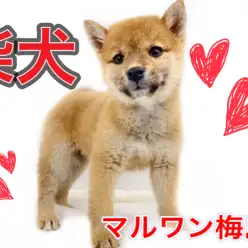 【 柴犬 】茶色い被毛の女の子!子犬の頃のしつけも教えます!