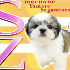 【 シーズー 】懐っこくて穏やかな性格は抜群の飼いやすさ！コロっと丸い体型に注目