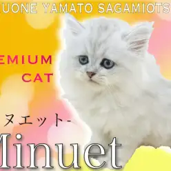 【 ミヌエット 】2021年大人気！短足とゴージャスな被毛を持つプレミアム猫！