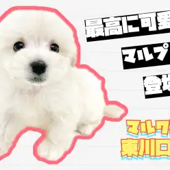 【 マルプー 】特に目を引くスペシャルなMIX犬！11月11日最新情報公開