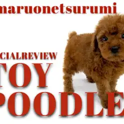 【 トイプードル 】濃いめのレッドカラー！ワンちゃん初心者におすすめ！