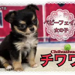 【 チワワ 】パパはアメリカンチャンピオン！童顔フェイスのプリンセス