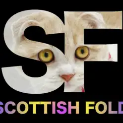 【 スコティッシュフォールド 】垂れ耳・丸顔・クリームタビーの超癒し系ニャンコ！