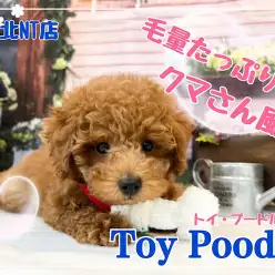 【 トイ・プードル 】毛量たっぷりクマさん風味のレッドの男の子！