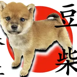 【 豆柴 】生後60日で体重728g!あなたの理想を叶える豆柴はこの子で決まり！