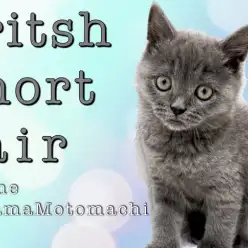 【 ブリティッシュショートヘア 】横浜元町の美しきブルー登場!
