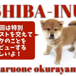 【 柴犬 】愛嬌たっぷり！和犬代表ムチコロボディの赤柴BOY！