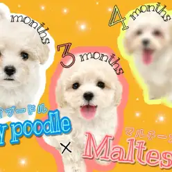 【 MIX 】ワクチンプログラム終了！マルプーちゃんの成長ぶりを大公開！