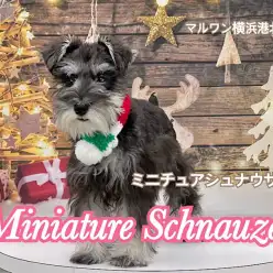 【 Mシュナウザー 】長いまつ毛とシュナウザーカットが似合う女の子の第二弾!