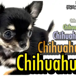 【 チワワ 】プレミアム級！横浜に手乗りサイズのお姫様が登場！