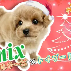 【 マルプー 】可愛いだけじゃない！室内飼いに最適な大人気MIX犬が登場！！