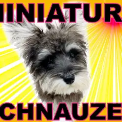 【 ミニチュア・シュナウザー 】生後4ヶ月でハイパーライトミニマライズな女の子！