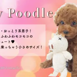 【 トイプードル 】生後60日で650gの手のひらに乗ってしまう小さめサイズ！