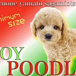 【 トイプードル 】生後60日で体重700g台のタイニー！人との触れ合いが大好き