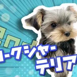 【 ヨークシャーテリア 】パピートレーニング修了！生後5か月の優秀な姿をご覧あれ