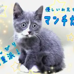 【 マンチカン 】ブルーの毛色と白靴下が可愛い！おっとり優しい男の子！