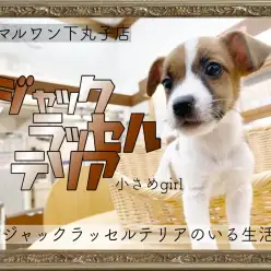 【 ジャックラッセルテリア 】キャンプの相棒はこの子で決まり!可愛いプリンセス!