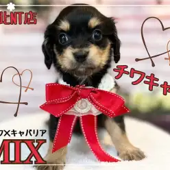 【 ミックス 】短いマズル、凛々しいお顔のチワキャバの女の子！