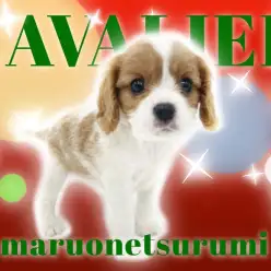 【 キャバリア 】お困り顔が可愛いブレンハイムの女の子登場！