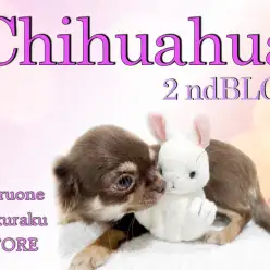 【 チワワ 】生後120日で体重1.2kgの小さめサイズの女の子に成長中！