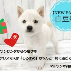 【 豆柴 】プレミアム白豆柴が登場!!可愛い顔に小さめボデイは必見!
